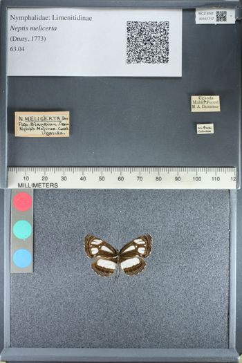 Media type: image;   Entomology 161717